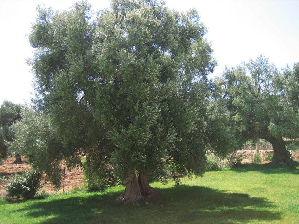 La Vigna Vecchia Vendégház Fasano Kültér fotó